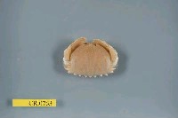 藏品(卷折饅頭蟹)的圖片